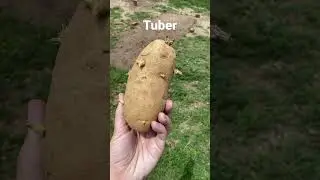 &ldquo;Tuber&rdquo; &mdash; the thick underground part of the stem in some root vegetables. #vocabulary #tuber