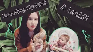 Weekly Breeding Update! A Lock?! 🐍