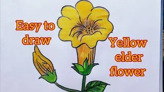 KANER FLOWER DRAWING ll YELLOW ELDER FLOWER DRAWING ll