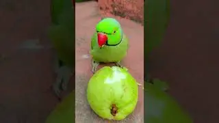 mithu talking parrot eating guava 💚🦜 #talkingparot #petbird #funny #eatingfruit #eatingguava #shorts