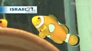 Raising Fish in Israel's Desert