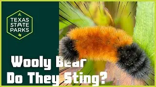 Ranger Eric Explores: Are Wooly Bears Harmful?