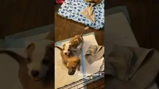 Pups names! Hank, Garth, & Toby | pet rescue| puppies #hankwilliams #garthbrooks #tobykeith #pets