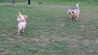 www.DogParkFun.com