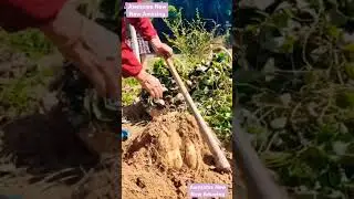Hand tools for tuber crops in China #awesome #agriculture