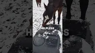 The Smart Horse ❤