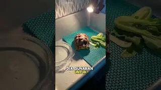 Kandang baru baby sulcata #turtle #babysulcata #sulcata #viralvideo #sulcatatortoise #fyp