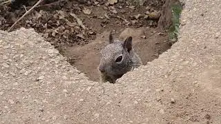 Squirrel Kingdom!