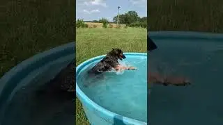 Dog Enjoys Splashing Water In Kiddie Pool-1334264