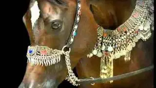 Il cavallo perfetto: il Purosangue Arabo