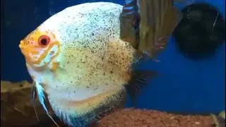 GIANT Discus Fish 😍 | Stunning Colors & Perfect Shape | Rare Aquarium Beauty