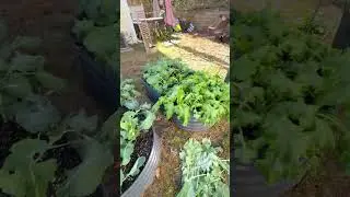 Garden Drama Cleanup & Bok Choy Beast Mode | #garden #growagarden #gardening