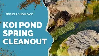 How do I Clean a Koi Pond | Spring Cleanout | Water Garden Maintenance | Pond Contractors | NWA OK