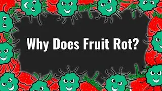 The Evolution of Rotting: Why Food Spoils