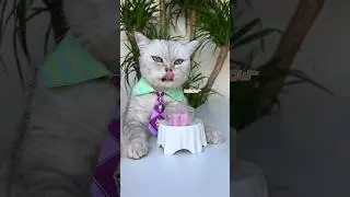 🥮Have You Ever Seen Crystal Clear Crystal Mooncakes?😋#catsofyoutube  #tiktok #shorts  #Shorts