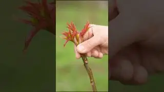 Japanese Toon Leaves Harvesting || Toona Sinensis Tree #satisfying #shorts