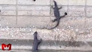 Otter Melawan Ular, Buaya, Burung!! Detik2 Berang-berang Berburu Dan Memakan Mangsanya