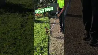 Crispy Edges #asmr #gardening #asmrsounds  #satisfying