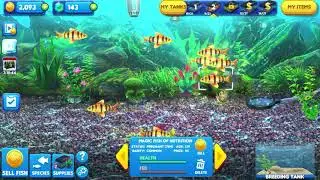 Fish Tycoon 2.  HOW TO GET MAGIC FISH (Golden Guppy Of Isola)