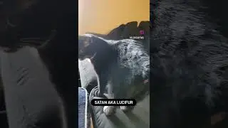 Satan kitty #shorts #cats #blackcats #demoncat #satan #lucifur