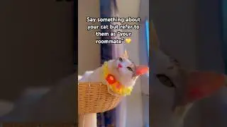 My roommate peed in my bed 😹 #funny #fun #cat #catlover #shorts #pets #cute #friends #trending #fyp