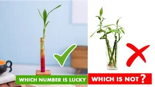 How many Bamboo stalks for Good Luck & Money