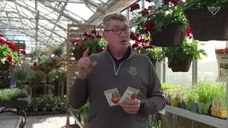 How to choose the best seeds for your garden | SD Home Garden