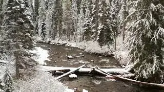 4k Winter River and Evergreen Forest Aerial Drone View