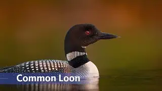 Animal Interlude: Common Loon read by Charles Goodrich with music by Jan-Michael Looking Wolf