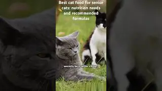 Best cat food for senior cats: nutrition needs and recommended formulas