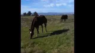 Advanced Horse Herd behavior- Pasture Care 3- Rick Gore Horsemanship
