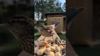Song Sparrow, Red Winged Blackbird & Blue Jay Close Up!