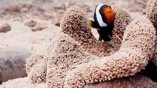 Deepblu Dive Logs - How to Record Dives on Deepblu!