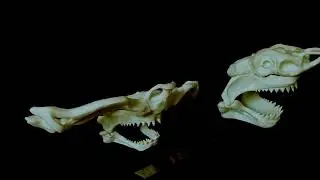 Great White Shark and Hammerhead skull 3D Printing