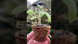 Seed leaves & true leaves | Diary of a Yorkshire Gardener