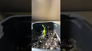 The Mystery Seedling Reveal! You Won&rsquo;t Believe What She Is 🍑🌱