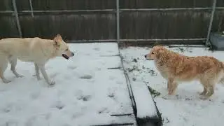 North Texas snow day! Can you tell the dogs love it? I'm freezing, so sorry for the bad tracking! 😂