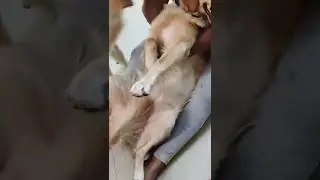 MOM & SON Bonding😘😍🥰 #shorts #viral #trending #dog #funny #trend #shortvideo #short #fun #dogs #pet