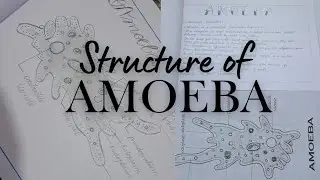 Structure of Amoeba easy way | Zoology Intermediate 2nd year practical record