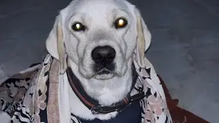 Me&max 🐶night vlog🫶 @rs_rider8089  #vlog #vlogs #labrador #watch #views #view 