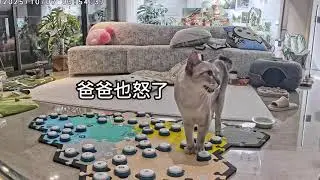 Episode 2 about Eating#Have a meal#Pet communication button#The confusing behavior of the