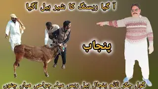 A Gaya Race Ka Sher bail a Gaya 2minut Gol chakkar time Punjal Bull race#youtubevideos#villagelife🐂💯