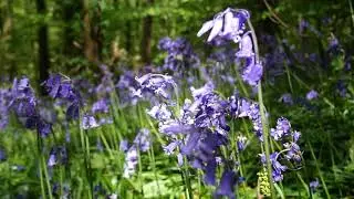 Northern Irish bluebells | Incredible things you may not know about this wildflower