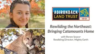 Rewilding the Northeast: Bringing Catamounts Home