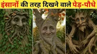इंसानों की तरह दिखने वाले पेड़ । Human face tree । fact video Hindi । fact video ।