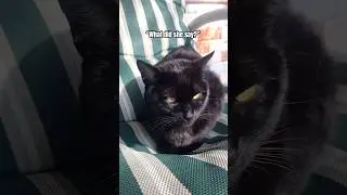 Твоя мама только что написала тебе сообщение... 💬🤨 #кот #шорты #кошачьишорты #милоеживотное #котенок