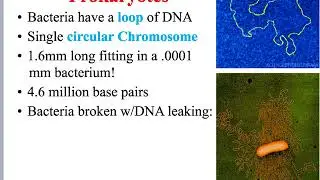 DNA & RNA 2026
