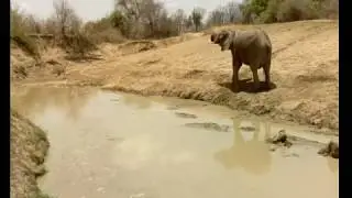 African Elephant Drinking ~ Last Waterhole Hide ~ Zambia, Africa