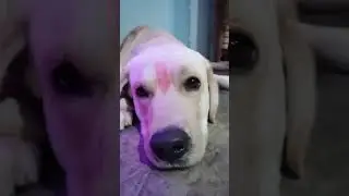 #dogsdoingthings