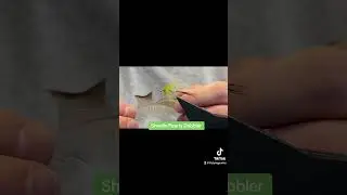 Sheelin Pearly Dabbler #youtubeshorts #youtubeflytying #flytyingforbeginners #flytyingtutorial
